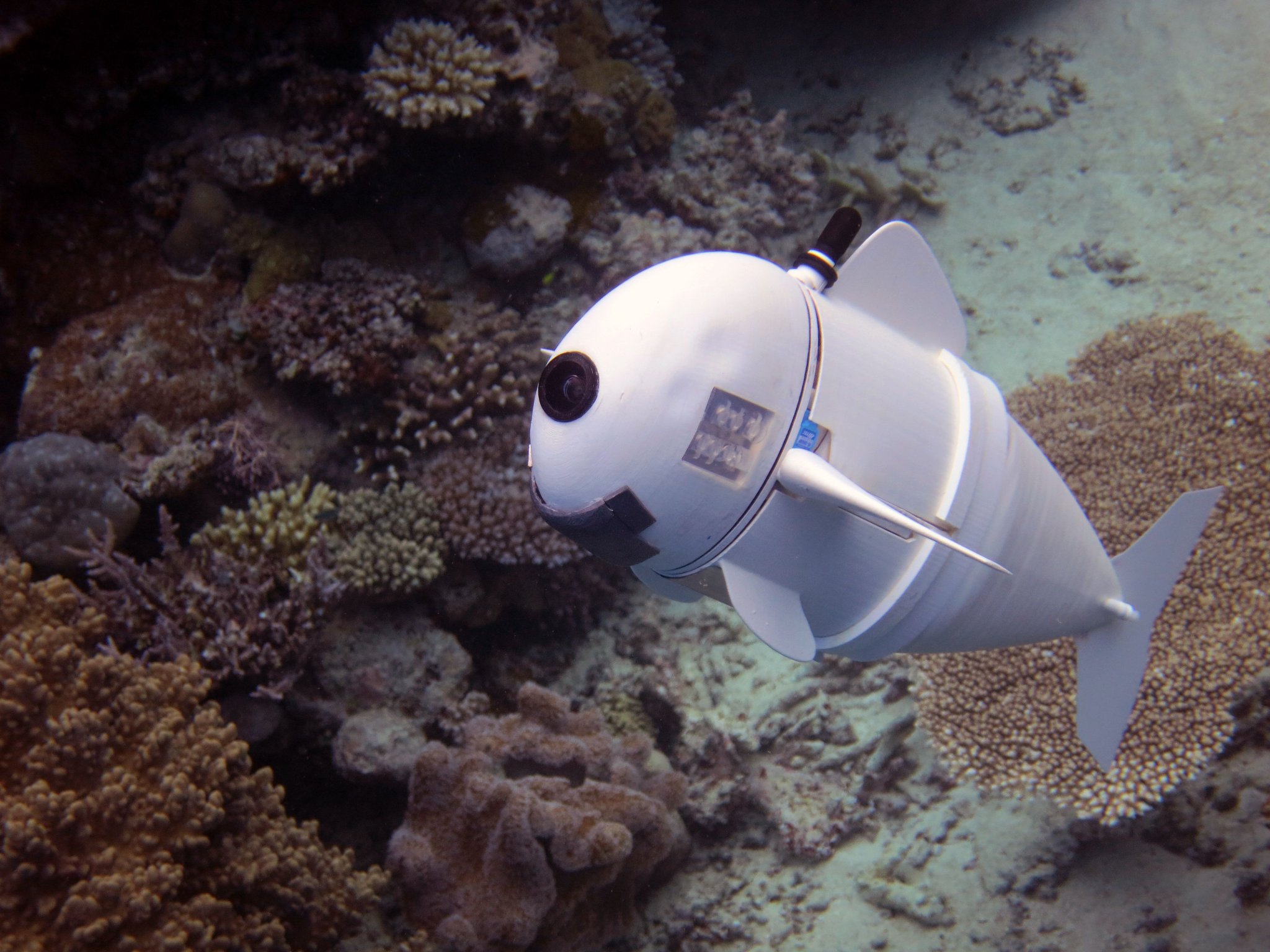 undersea photograph of a white robotic fish swimming alongside a reef, the fish robot has a single camera as an eye at the front