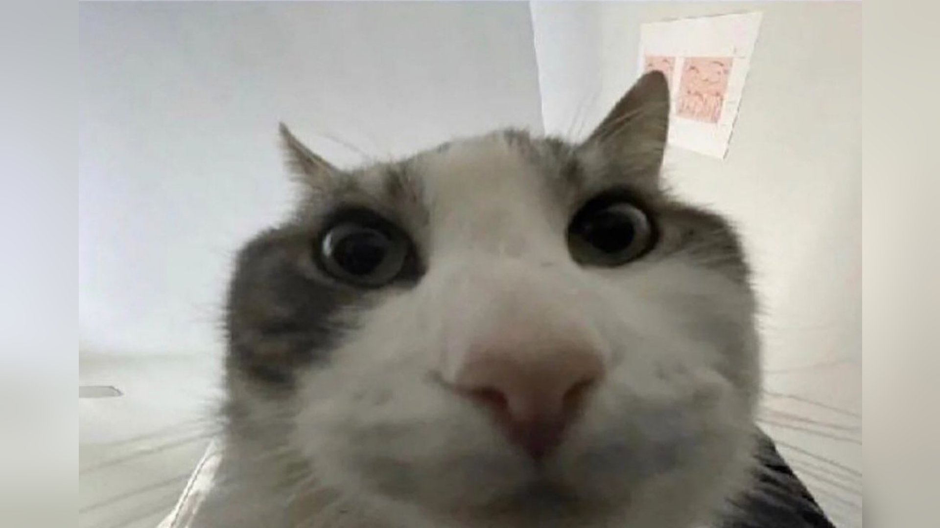 The cat from the "looks inside" meme. It is uncomfortably close to the camera.
