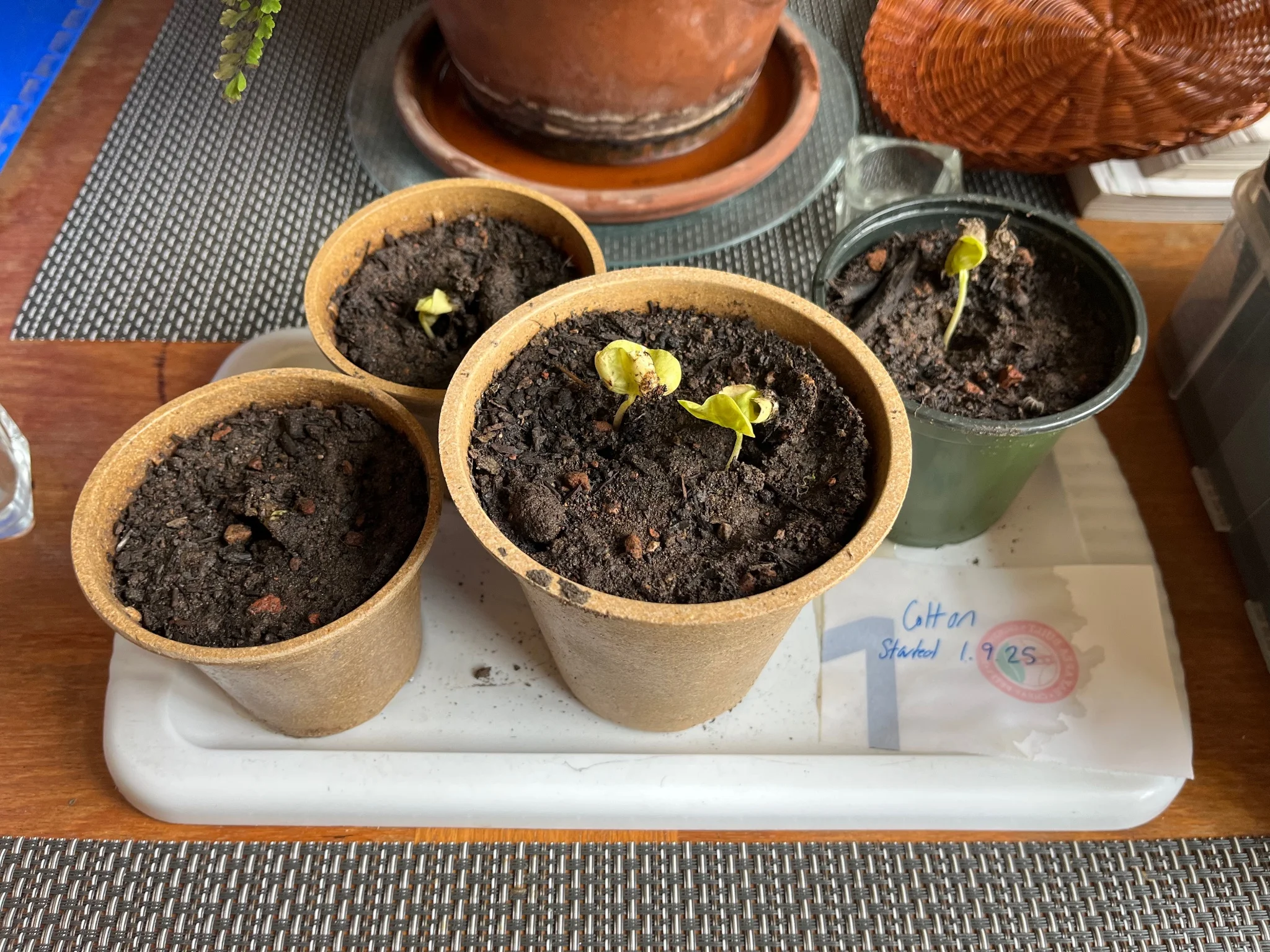 Four round plant pots with light green cotton seedlings visible in three of them