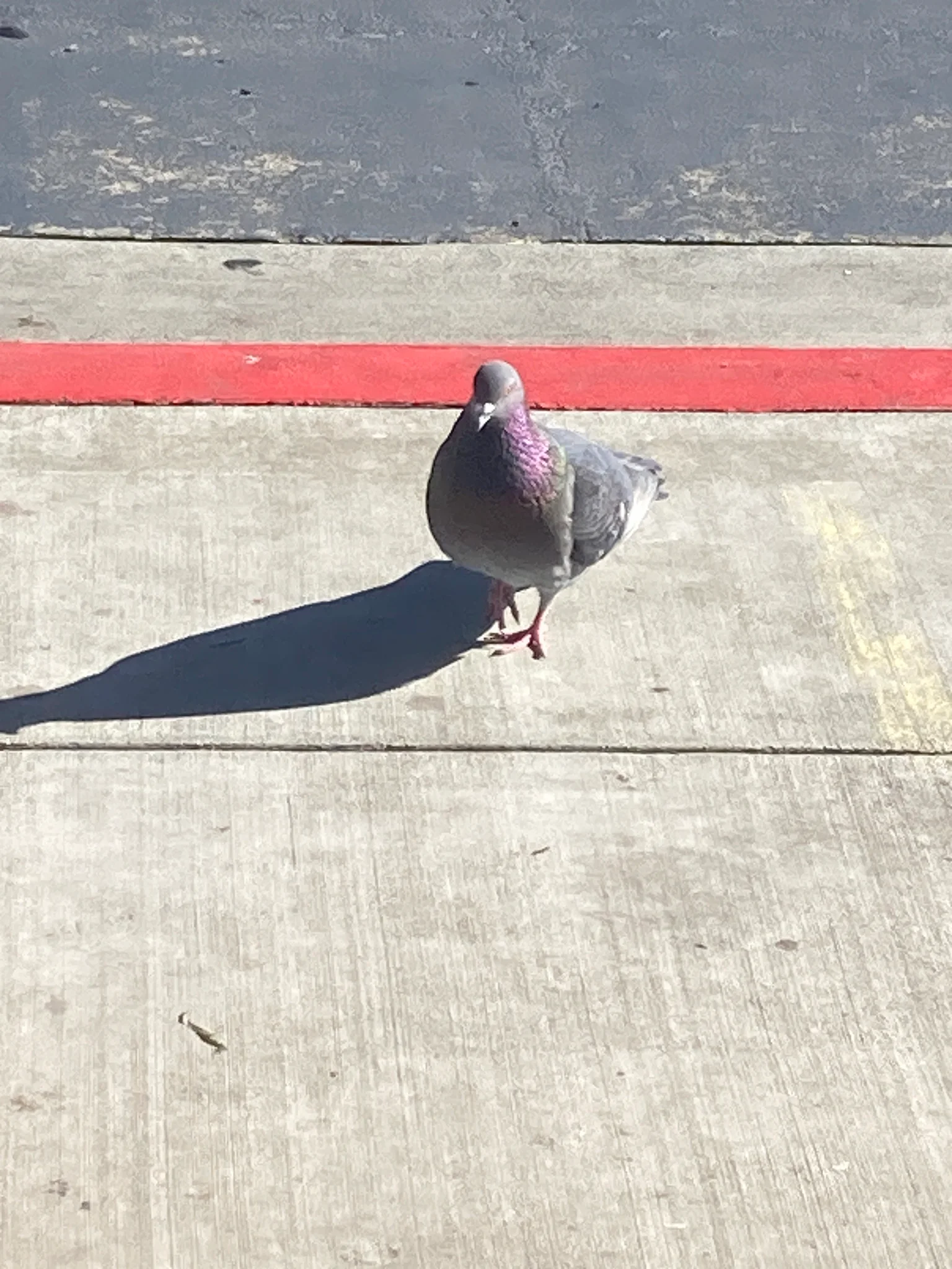 Pigeon with iridescent purple neck standing on a curb 