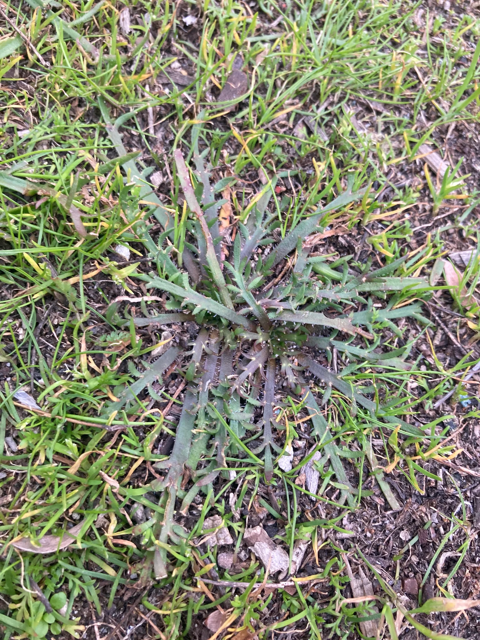 Rams horn plantain with small leaves and purple stress coloring