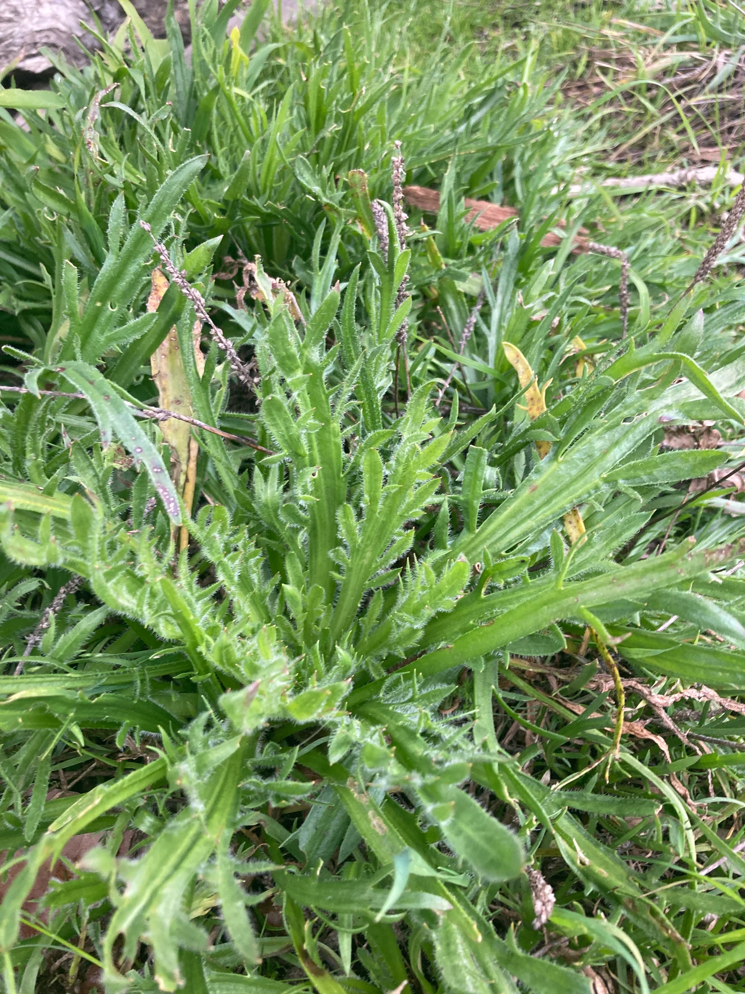 Ram’s horn plantain with large lush leaves 