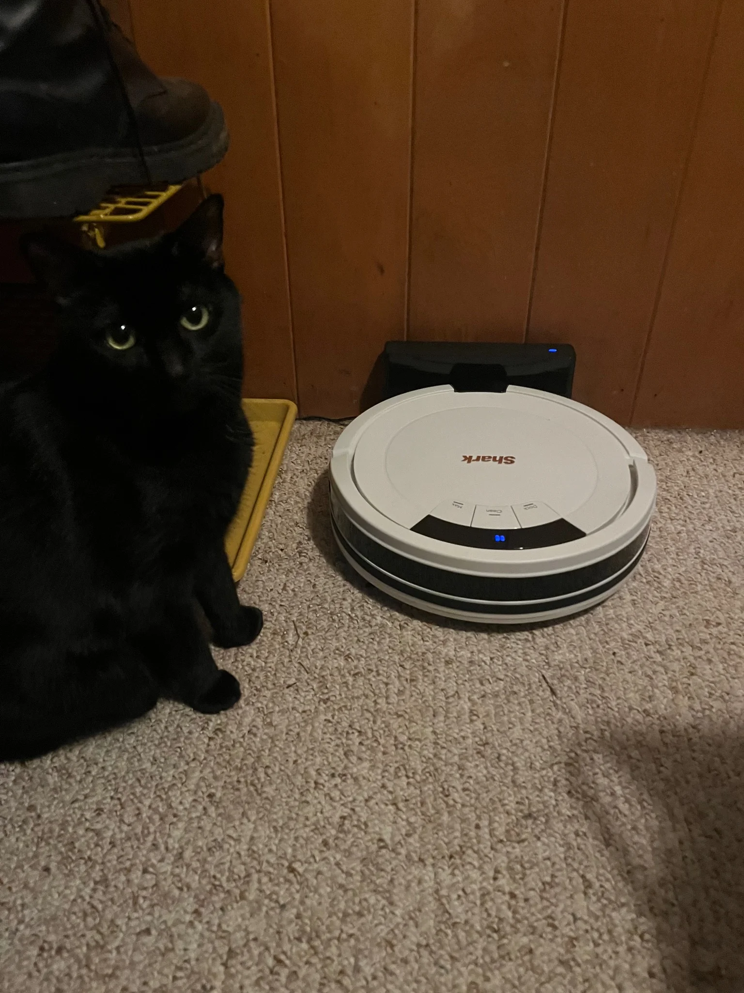 photo of a shark vacuum robot in a charging station, next to it is a shoe rack and it’s black cat named Dread staring at the camera with her green eyes