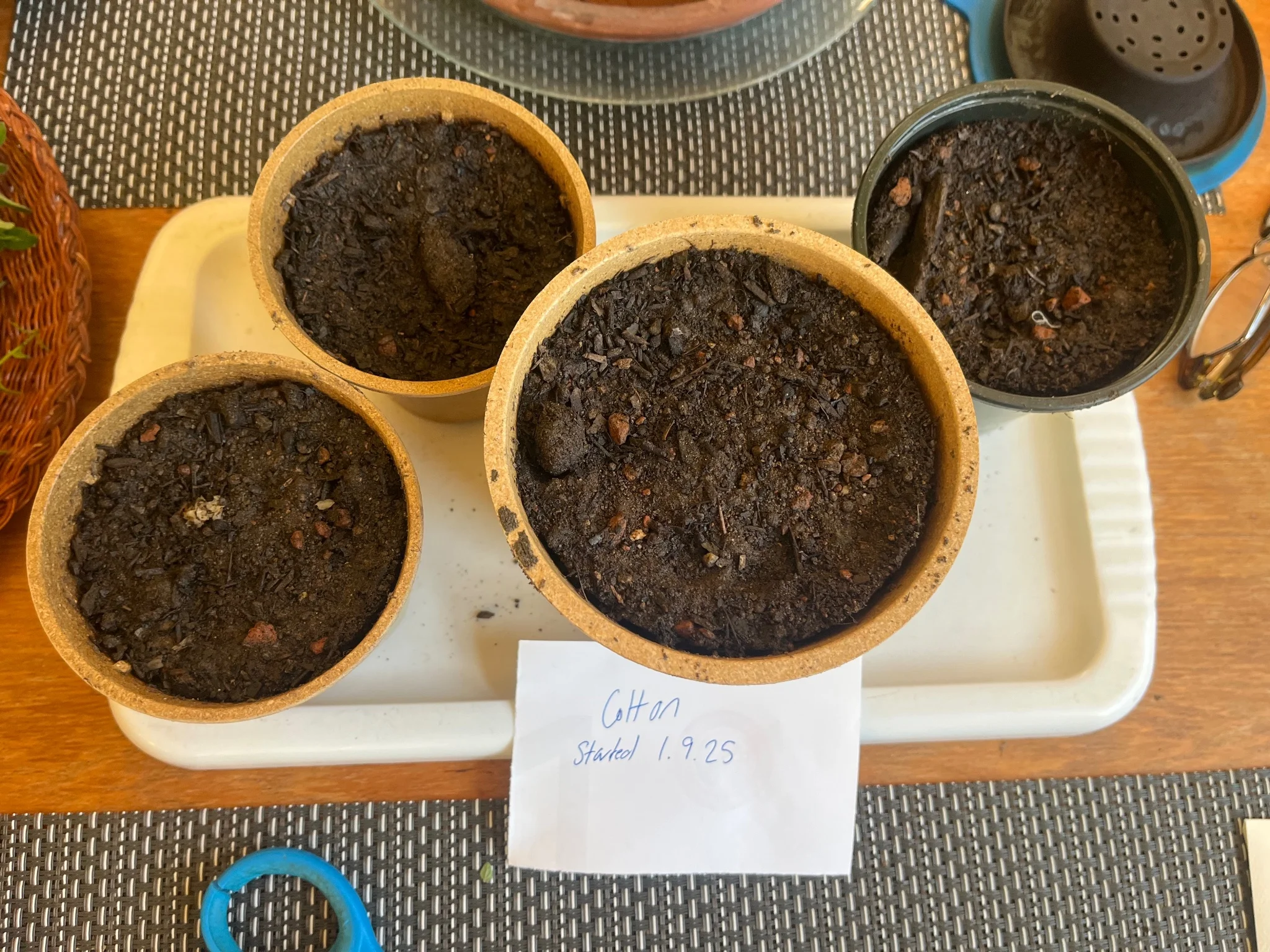 Four pots of soil with germinated cotton seeds planted in them (no growth is visible yet but they're in there!) a label below the pots says 'Cotton started 1.9.25'