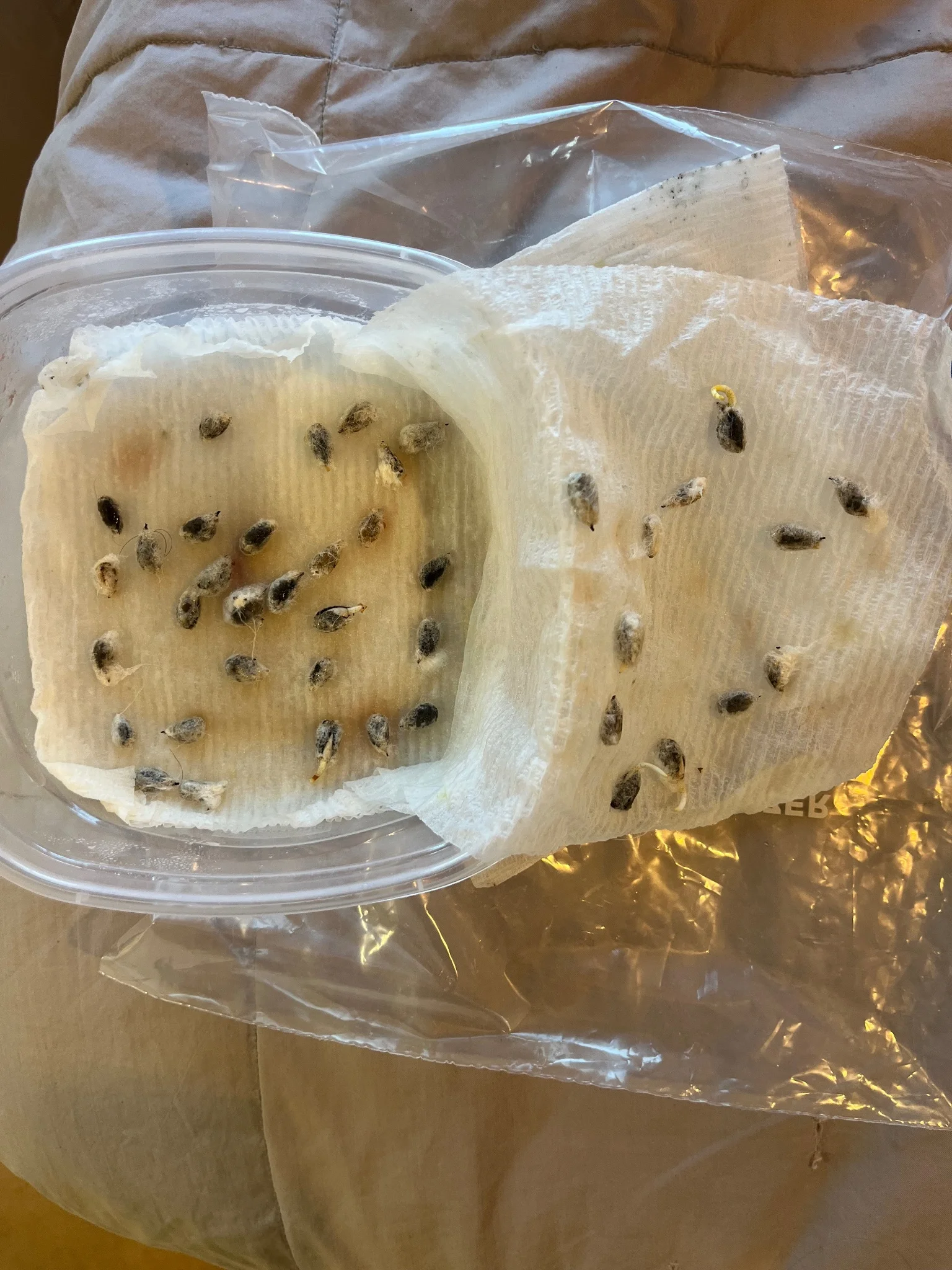 Cotton seeds in a wet paper towel in a plastic tub. A few of the seeds have grown a tiny little root