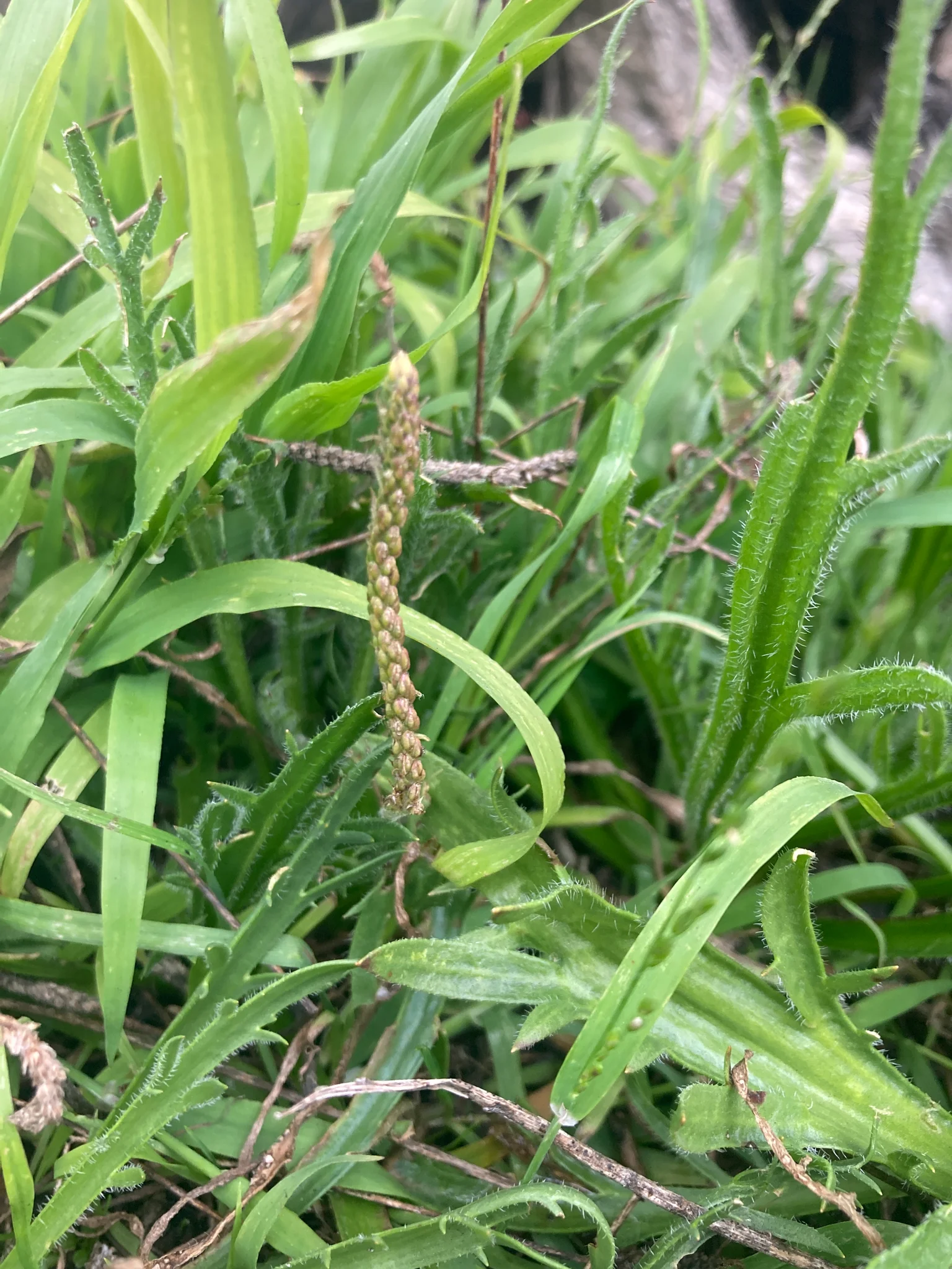 Ram’s horn plantain immature seed head
