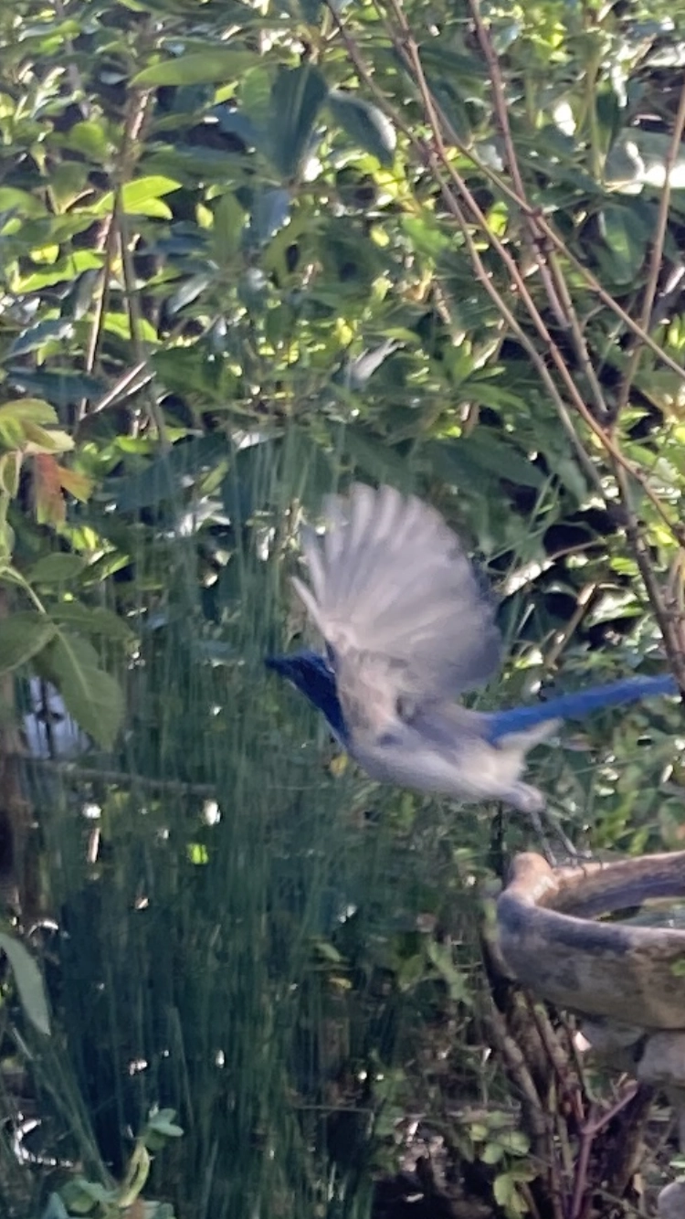 A closeup of a scrubjay flying away from a bird fountain. I am calling attention to the vibrant blue feathers.