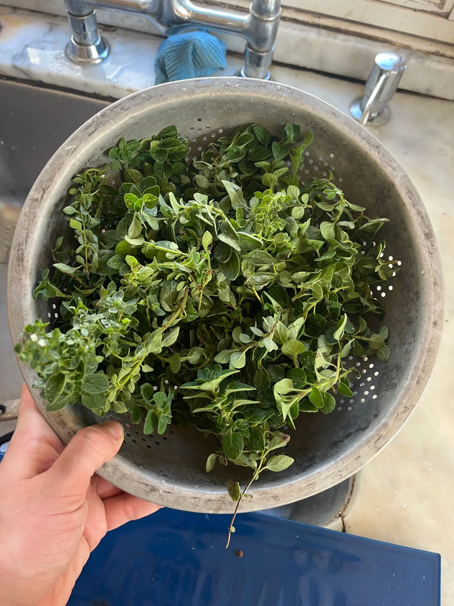 A colander full of recently harvested oregano 