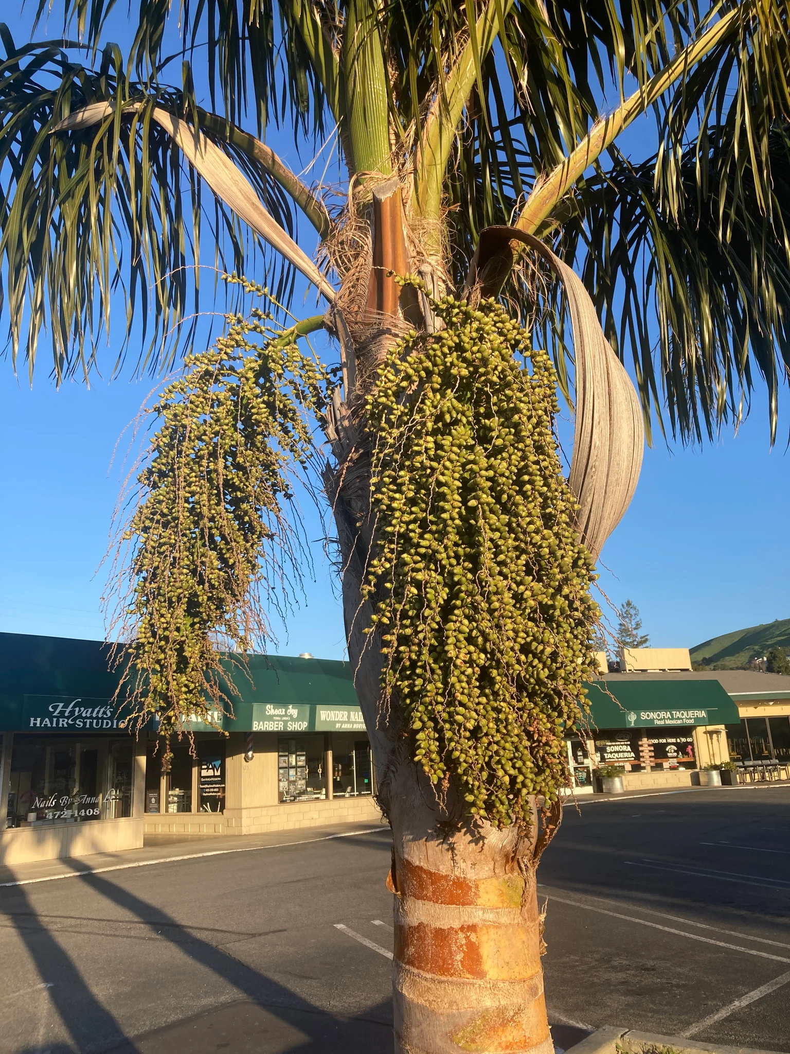 Palm tree with a branch laden with many small unripe fruits