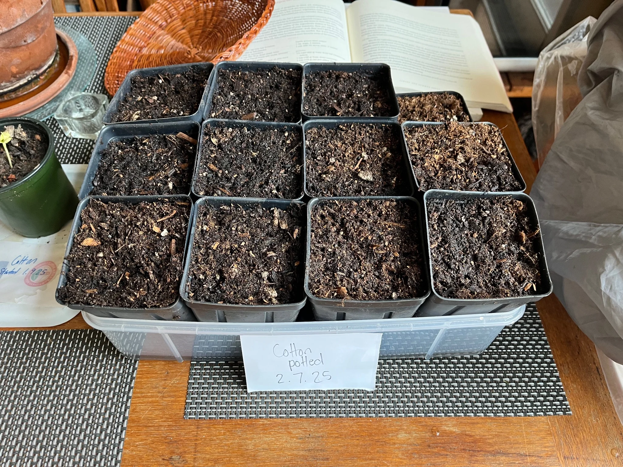 12 small square nursery pots full of soil with no visible growth yet