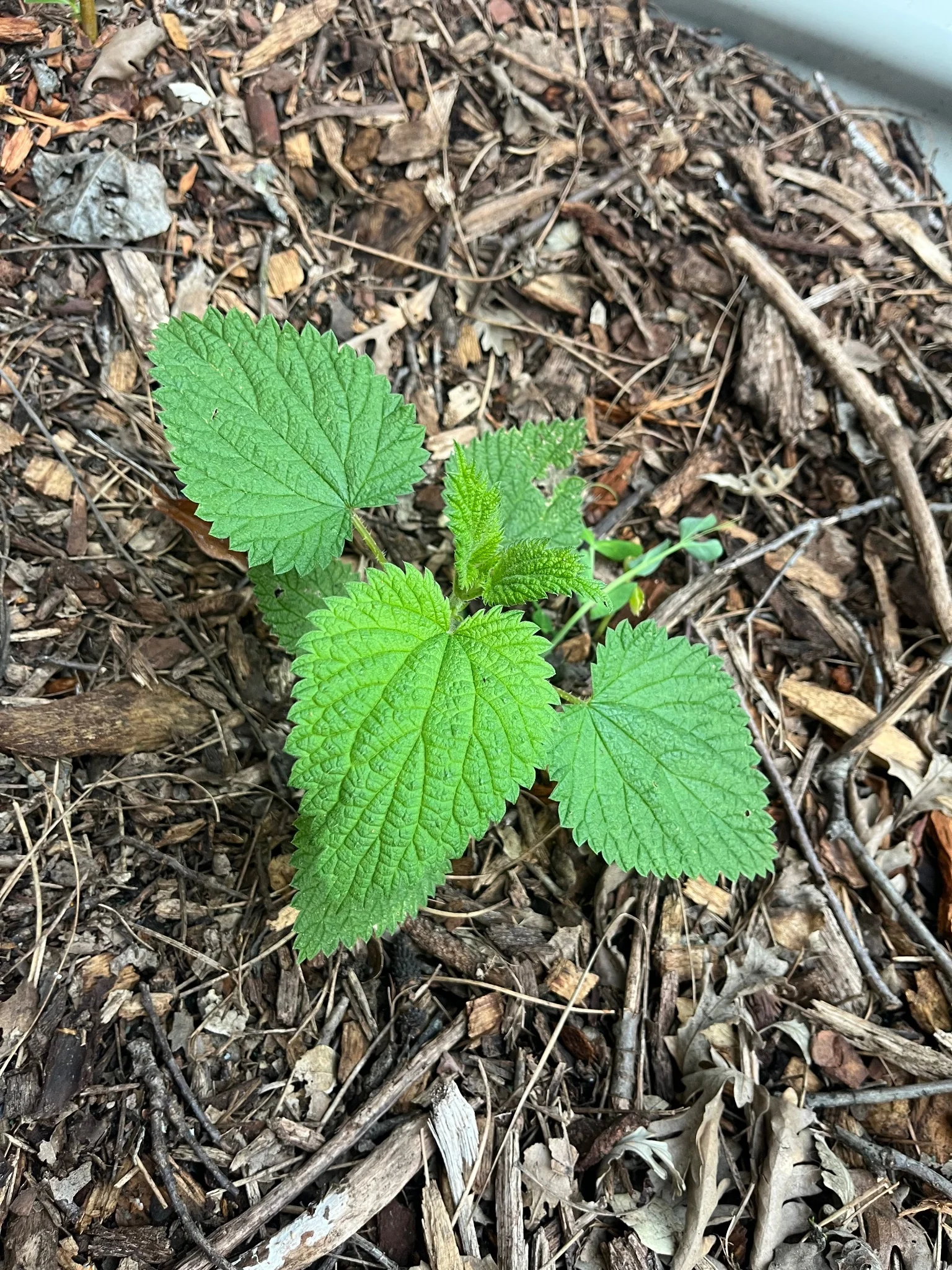 A California native stinging nettle plant with bright green heart shaped serrated leaves, surrounded by mulch