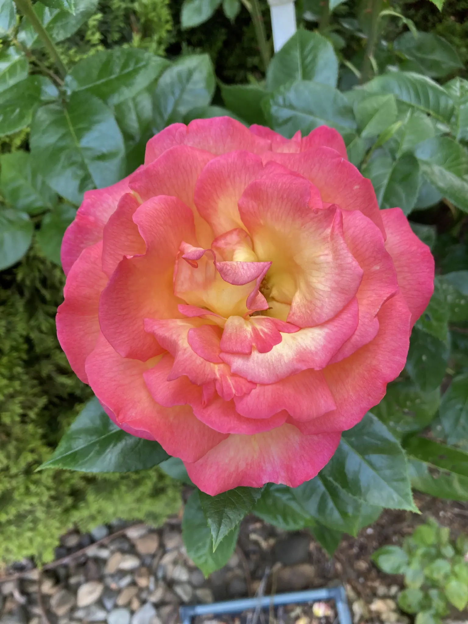 Orange and yellow rose bloom.