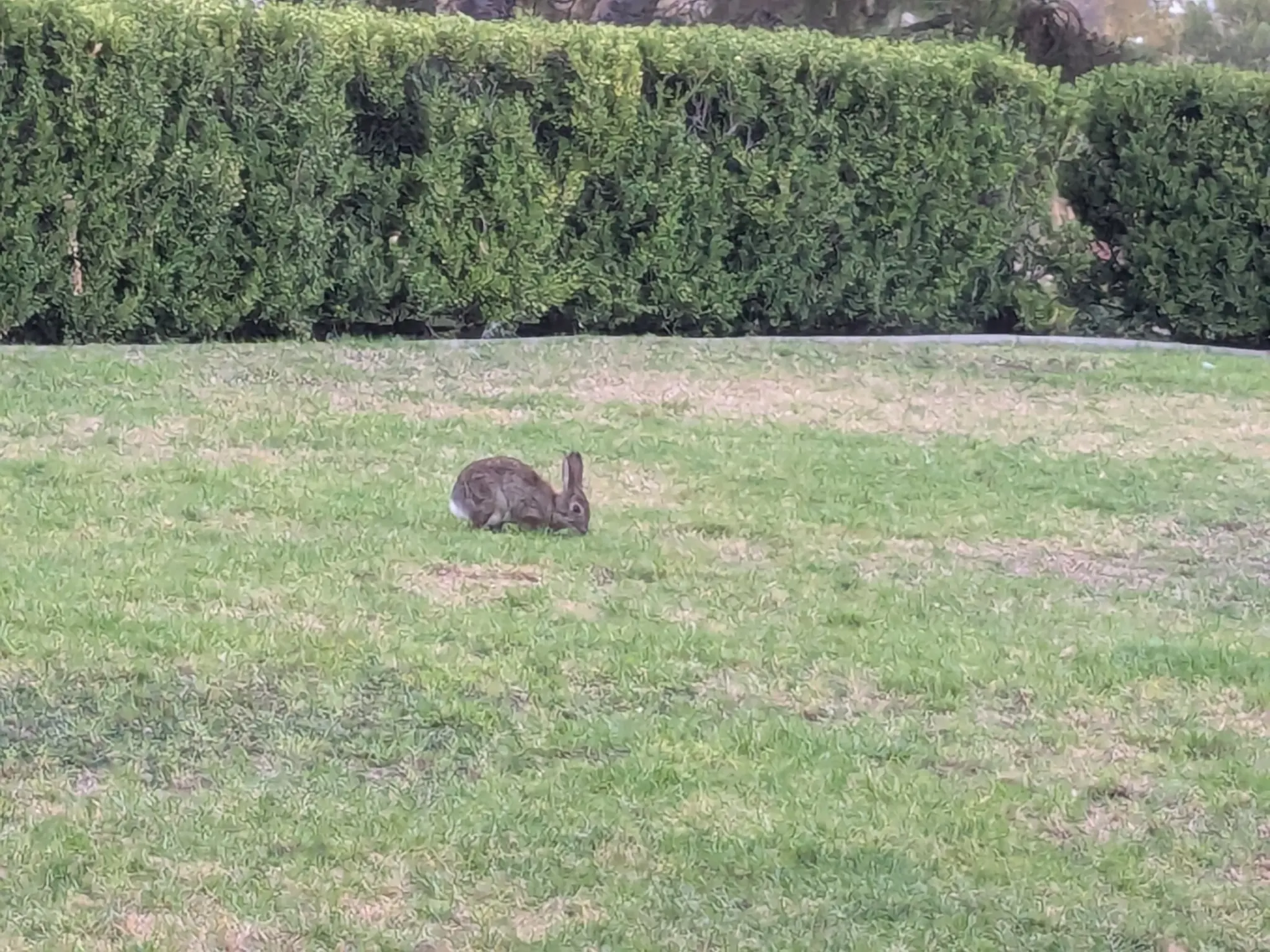 A small desert cottontail rabbit eats grass in a park. There's a hedge in the background 