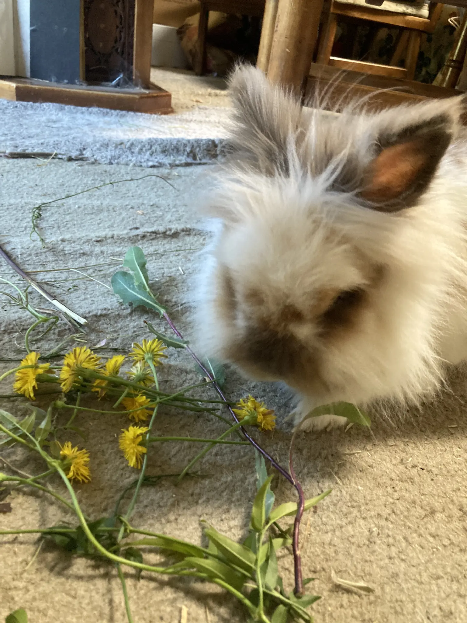Fluffy white and brown rabbit eats dandelions on the carpet